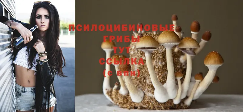 Галлюциногенные грибы Psilocybe  Заозёрный 